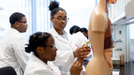 STEM students examine a model of human internal organs in a lab setting.