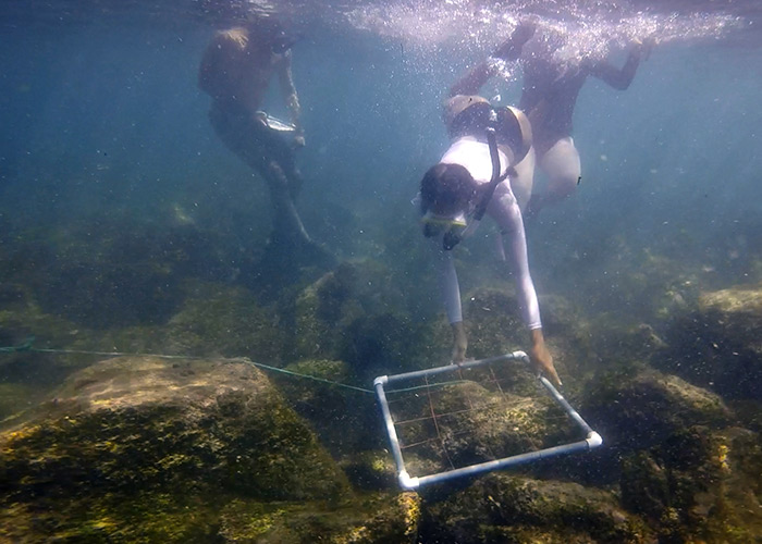 Student placing quadrat to count pencil urchin and algae density.